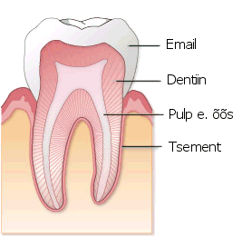 dentiin